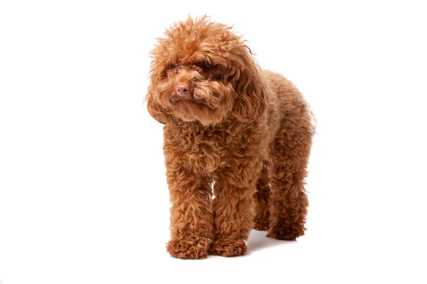 Kahverengi oyuncak fino köpeği — Stok fotoğraf