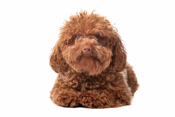 棕色玩具贵宾犬 — 图库照片