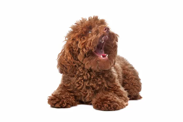 Brown toy poodle — Stock Photo, Image