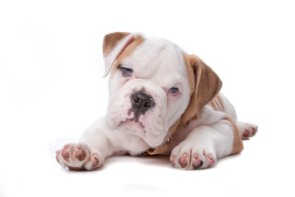 English Bulldog puppy lying down — Stock Photo, Image