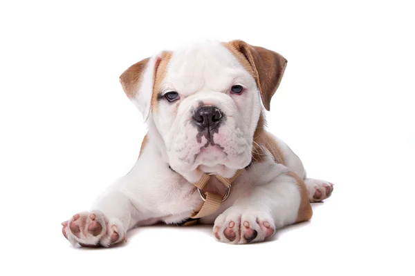 Inglese Bulldog cucciolo sdraiato — Foto Stock