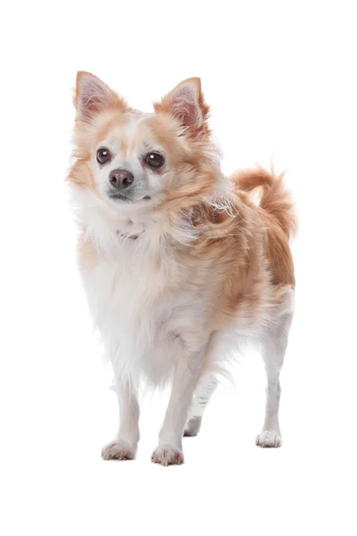 Chihuahua Honden — Stockfoto