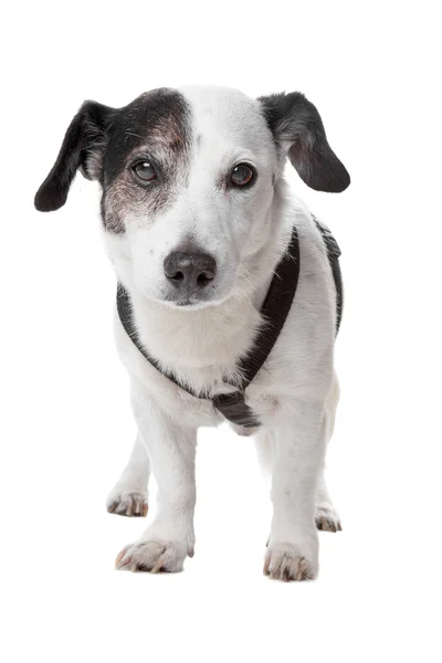 Jack Russel terrier — Foto de Stock