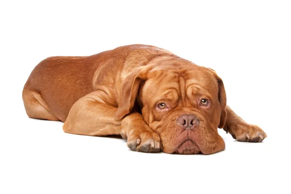 Dogue de Bordeaux (francuski Mastif) Obrazek Stockowy