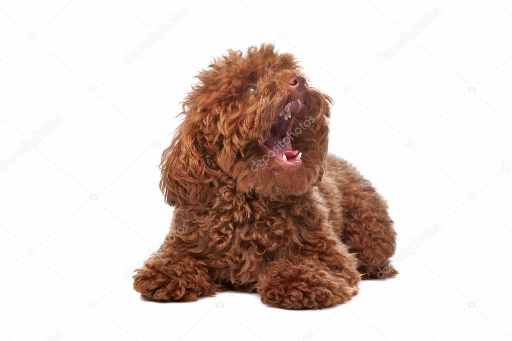 fluffy brown poodle