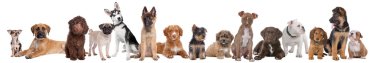 Large group of puppies clipart