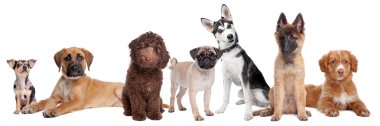 Large group of puppies clipart