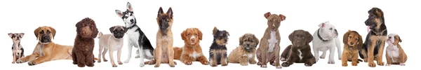 Geniş bir grup köpek yavrusu - Stok İmaj