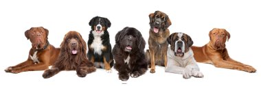 Large group of big dogs clipart