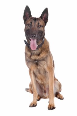 Belçika çoban (malinois)