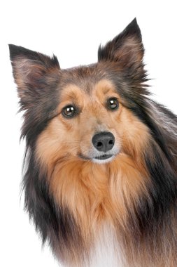 Portrait of a sheltie dog clipart