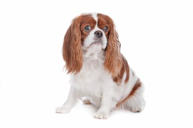 Şövalye Kral Charles Spaniel köpeği