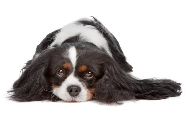 Cavalier King Charles Spaniel dog clipart