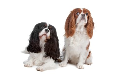 Cavalier King Charles Spaniel dog clipart