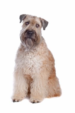 Soft coated wheaten terrier dog clipart