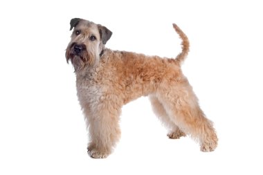 Soft coated terrier dog clipart