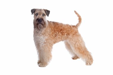 Soft coated wheaten terrier dog clipart