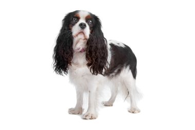 Şövalye Kral Charles Spaniel köpeği