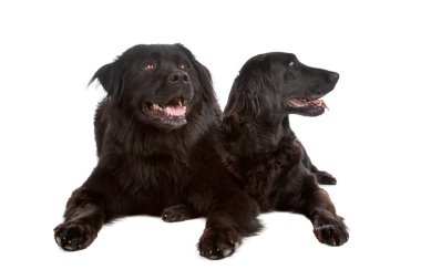 Two mixed breed dogs clipart