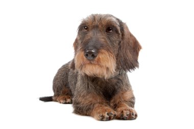 Wire haired Dachshund dog clipart