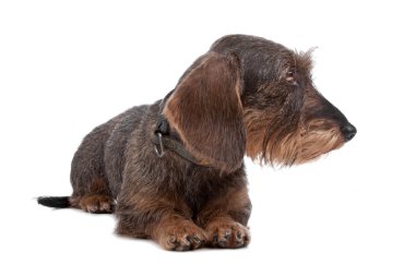 Wire haired Dachshund dog clipart