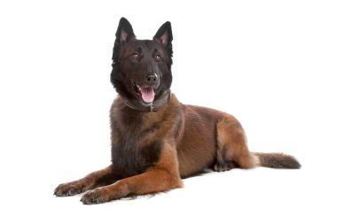 Belgium Shepherd dog clipart