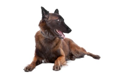 Belgium Shepherd dog clipart