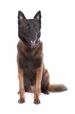 Belgium Shepherd dog clipart