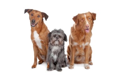 Two mix dogs and a Nova Scotia Duck Tolling Retriever clipart