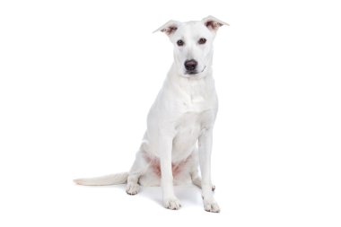 Mixed breed dog, white shepherd labrador clipart