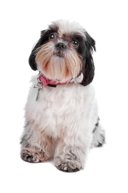 Shih Tzu dog clipart