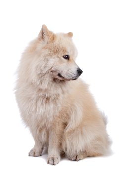 Mix Chow-Chow and Samoyed clipart