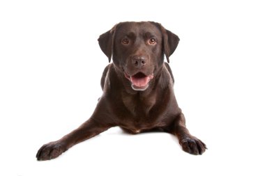 Chocolate Labrador retriever dog clipart