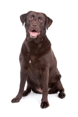 Chocolate Labrador retriever dog clipart