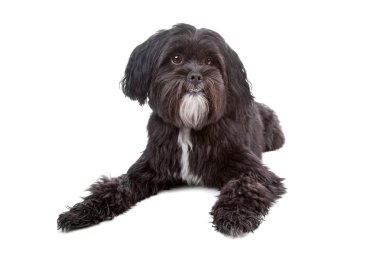 Tibet terrier, shih tzu mix