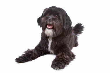 Tibet terrier, shih tzu mix