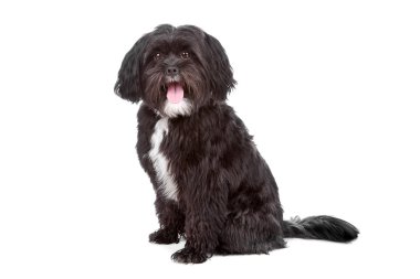 Mix tibetan terrier shi ztu clipart