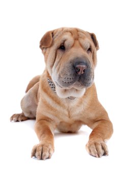 shar pei köpek