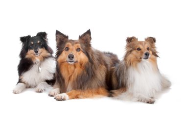 Shetland Sheepdogs (Shelty)