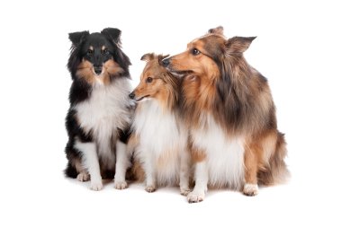 Shetland Sheepdogs (Shelty)