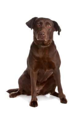 Labrador retriever dog clipart