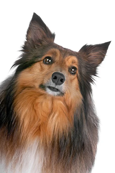 Retrato de un perro sheltie —  Fotos de Stock