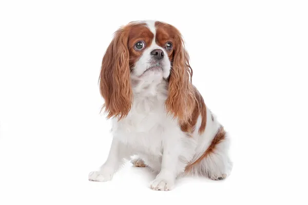 Cavalier King Charles Spaniel perro — Foto de Stock
