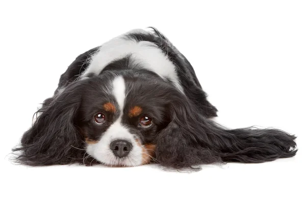 Cavaleiro Rei Charles Spaniel cão — Fotografia de Stock