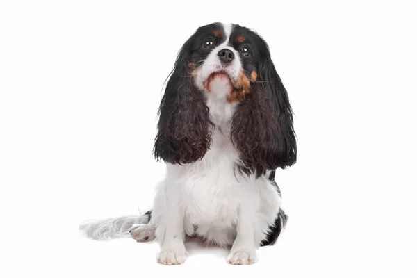 Kavalier King Charles Spaniel Hund — Stockfoto