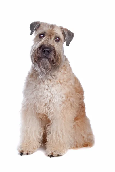 柔らかいコーティング面食テリア犬 — ストック写真