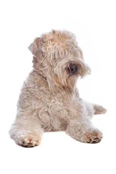 Mjuk belagt wheaten terrier soft coated wheaten terrier — Stockfoto