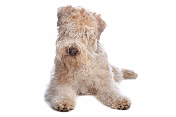 Lágy bevonatos zeke búza-Telekkönyv kutya — Stock Fotó