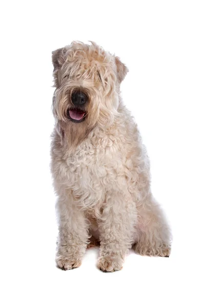 柔らかいコーティング面食テリア犬 — ストック写真
