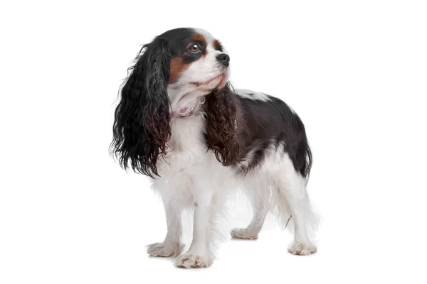 Şövalye Kral Charles Spaniel köpeği — Stok fotoğraf